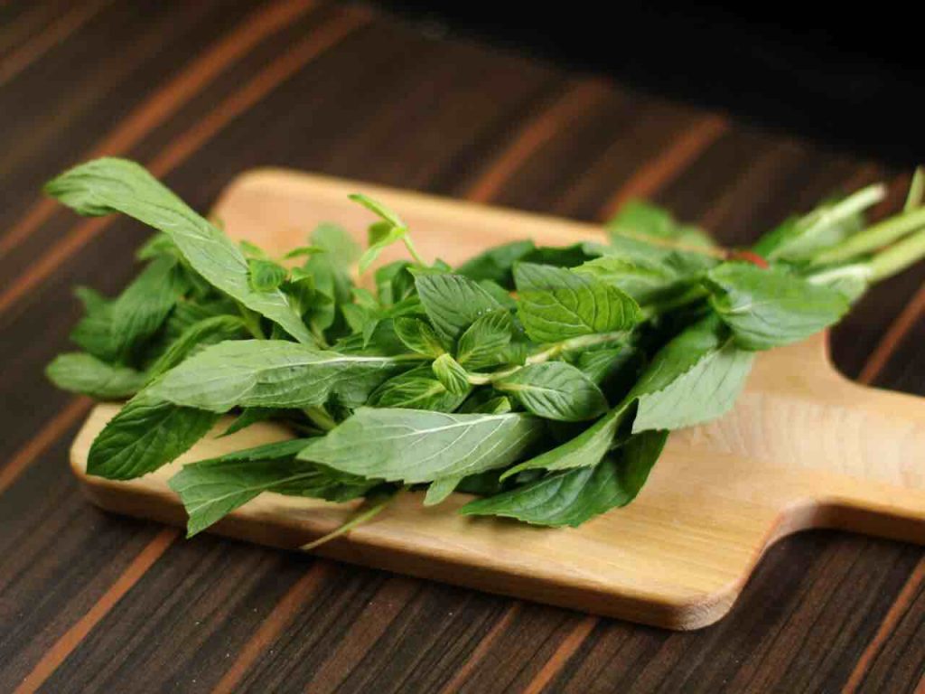 top 6 health benefits of mint leaf